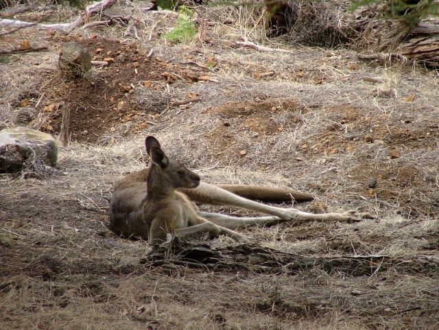 Kangourou au repos
