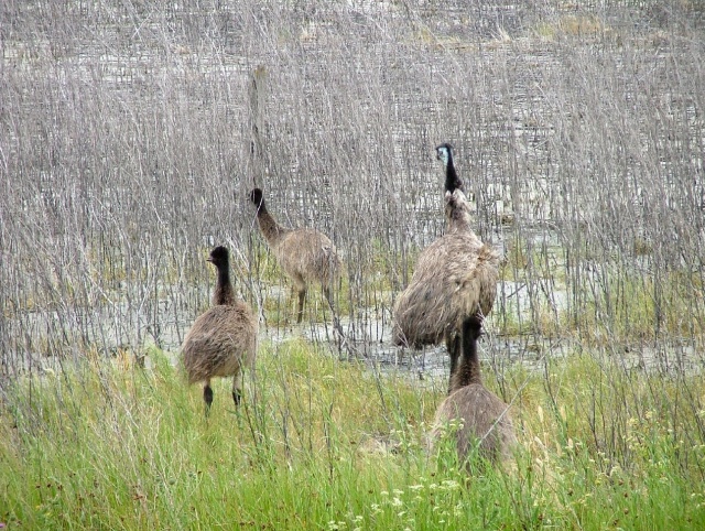 Une famille d'émeus, dernière rencontre de Tower Hill