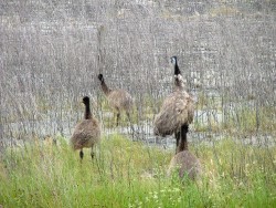 Une famille d'émeus, dernière rencontre de Tower Hill
