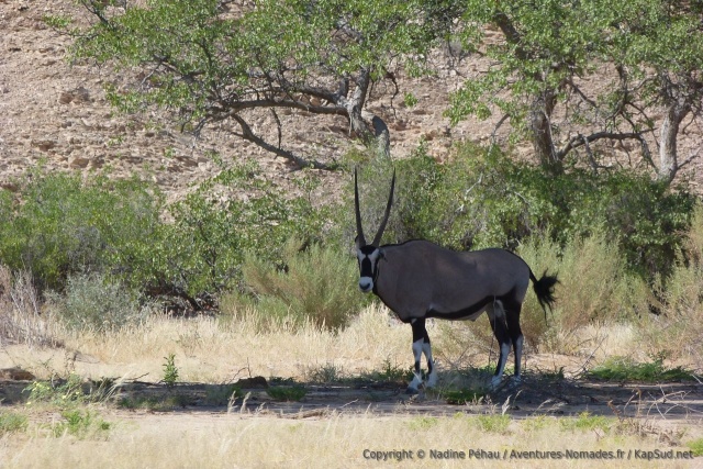 La végétation attire la faune du coin comme ce superbe oryx