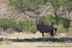 La végétation attire la faune du coin comme ce superbe oryx