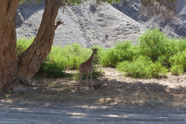 Un petit girafon bien curieux, comme tous les représentants de son espèce
