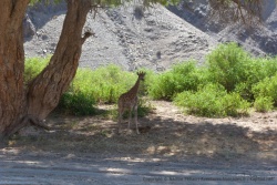 Un petit girafon bien curieux, comme tous les représentants de son espèce
