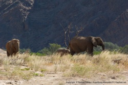 Enfin les voilà, les fameux éléphants du désert