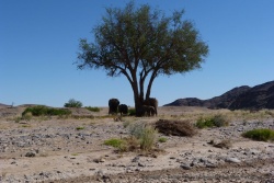 Les éléphants ont mis à contribution le seul arbre des environs