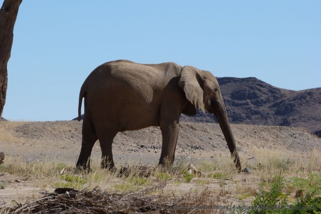 ces éléphants se sont si bien adaptés à la vie dans le désert qu'ils constituent une sous-espèce à part entière