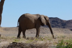 ces éléphants se sont si bien adaptés à la vie dans le désert qu'ils constituent une sous-espèce à part entière