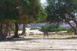 Quel fabuleux spectacle de surprendre une girafe profitant de l'ombre des grands arbres