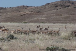 De nombreux petits troupeaux de springboks broutent dans les plaines