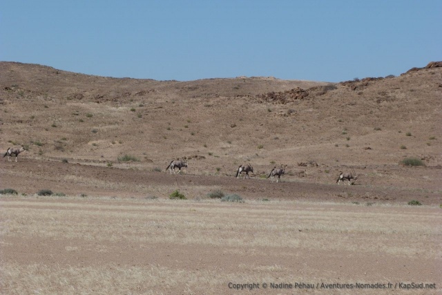 Après les springboks, les troupeaux d'oryx pointent leur nez