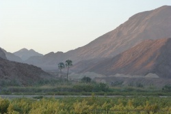Les palmiers annonciateurs de l'oasis toute proche qu'est Puros