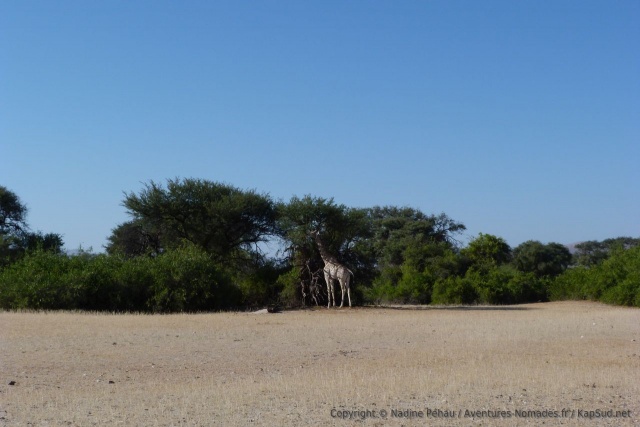 Partout où on trouve ces acacias géants, on croise les girafes qui vont avec