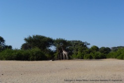 Partout où on trouve ces acacias géants, on croise les girafes qui vont avec