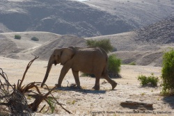 Peut-être est-ce l'éléphant qui nous a tenu compagnie toute la soirée d'hier