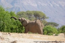 Les éléphants du désert ont l'air d'apprécier particulièrement ces buissons