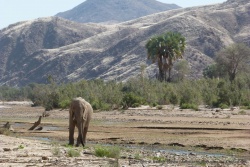 Ce maigre filet d'eau fera quand même le bonheur de cet éléphant
