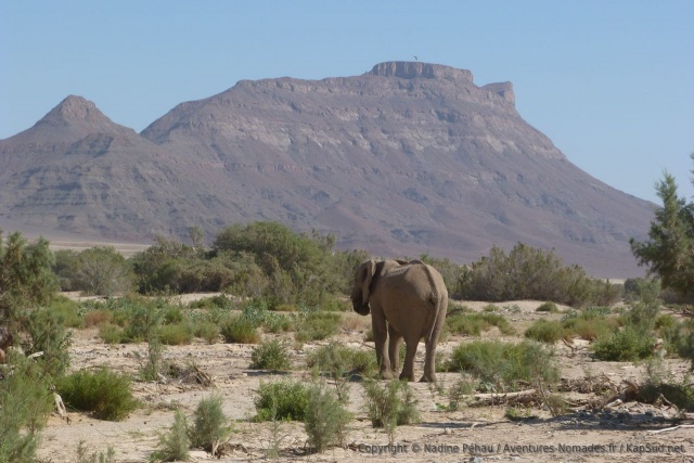 Eléphant du désert, version montagne