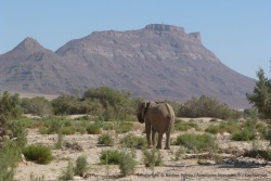 Eléphant du désert, version montagne