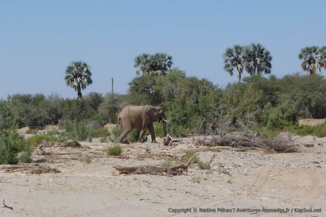 Elephant du désert, version palmiers