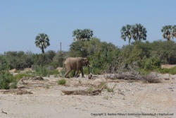 Elephant du désert, version palmiers