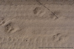 Tiens, tiens, des traces de gros chat !