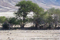 Bien qu'asséché, les lits des rivière sont des lieux de vie extraordinaires pour toute la faune sauvage