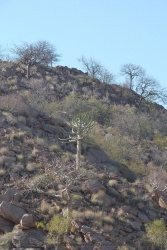 Ici, les cactus ressemblent à des arbres
