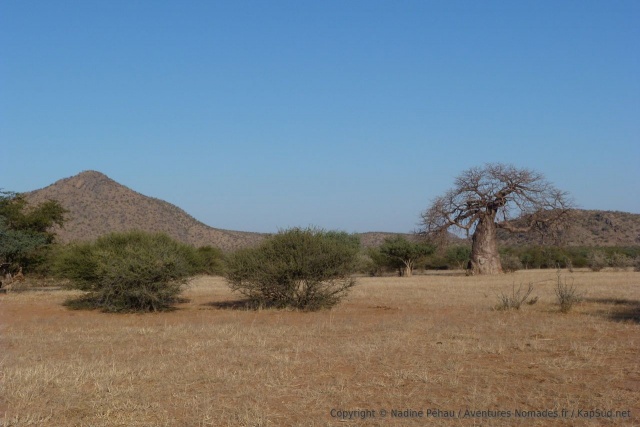 Avant la passe de Otjihaa, une jolie plaine avec des baobabs
