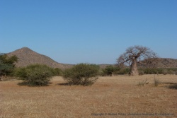 Avant la passe de Otjihaa, une jolie plaine avec des baobabs