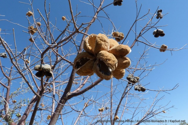 D'étranges fruits comme des décorations dans les arbres