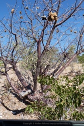 Certains arbres ont une écorce pourpre avec des reflets presques rouges