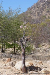 Une sorte de baobab avec de très jolies fleurs, éclatantes de vie