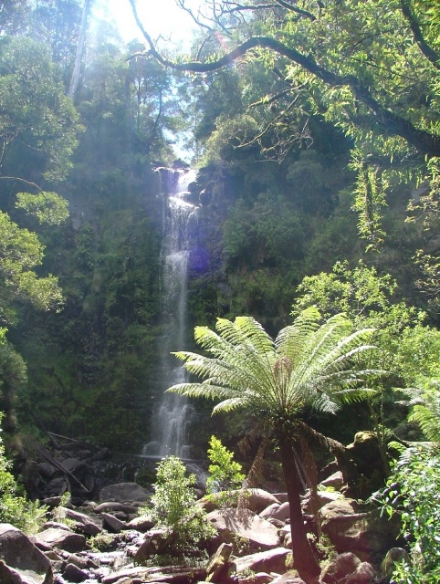La superbe forêt humide des Otway Ranges   	