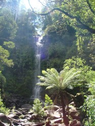 La superbe forêt humide des Otway Ranges   	