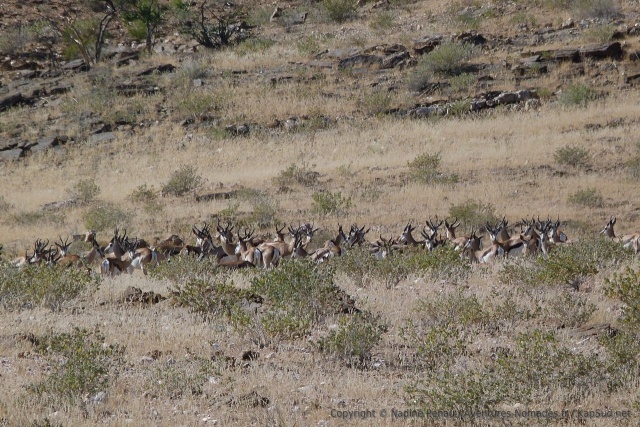 Un immense troupeau de springboks prend le soleil