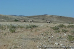 Des oryx traversent la piste juste devant nous
