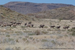 Nous avons déjà vus des oryx mais pas dans d'aussi grands troupeaux