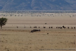 Après les gros troupeaux d'oryx de la vallée de Hartmann, voici les troupeaux d'autruches de Marienfluss