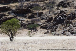 Se sentant menacés, les zèbres de Hartmann se réfugient dans les roches des montagnes