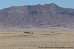 Tiens des oryx, ont-ils perdus leur chemin pour Hartmann ?
