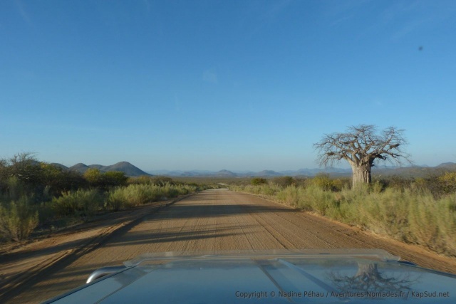 Un magnifique baobab au bord de la piste
