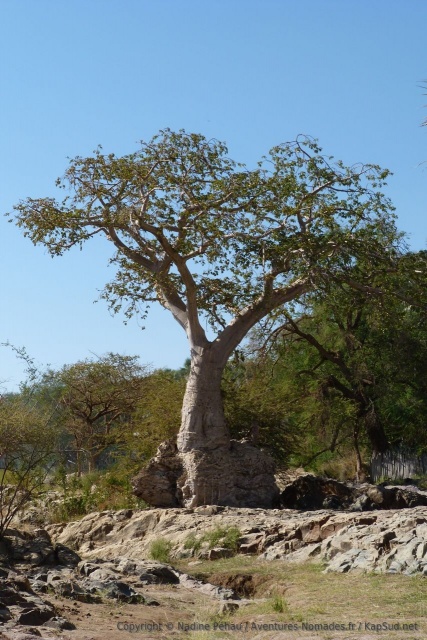 Un énorme baobab se dresse fièrement sur les berges d'Epupa falls