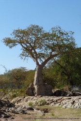 Un énorme baobab se dresse fièrement sur les berges d'Epupa falls
