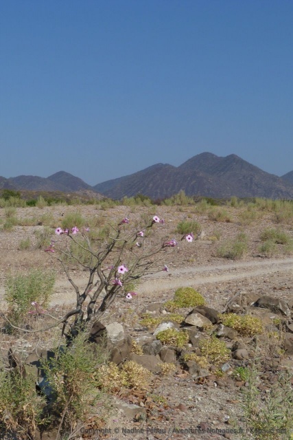 De magnifiques fleurs avec les Zebra Mountains en toile de fond