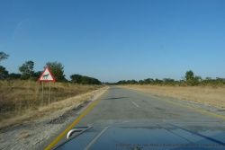 Il n'y a pas que les éléphants auxquels il faut faire attention sur la route, comme ici les lycaons
