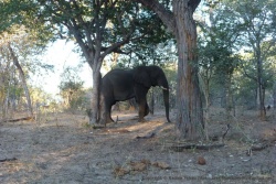 Les éléphants semblent apprécier le Bwabwata NP