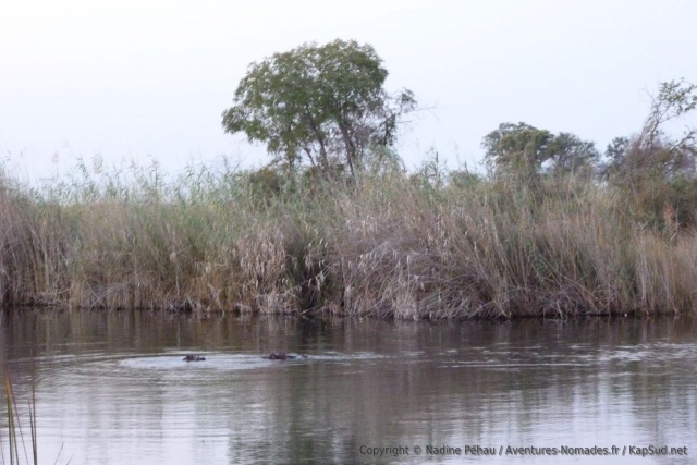 Nous ne sommes pas seuls sur les lieux, une bande d'hippos joue à cache-cache