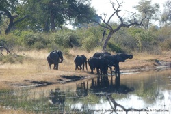 En quelques minutes, les éléphants viennent s'abreuver puis repartent rapidement