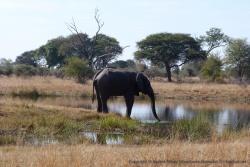 Tiens un retardataire !