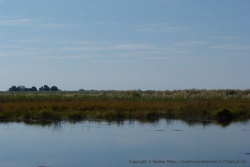 Par moment, on se croirait vraiment dans le delta de l'Okavango